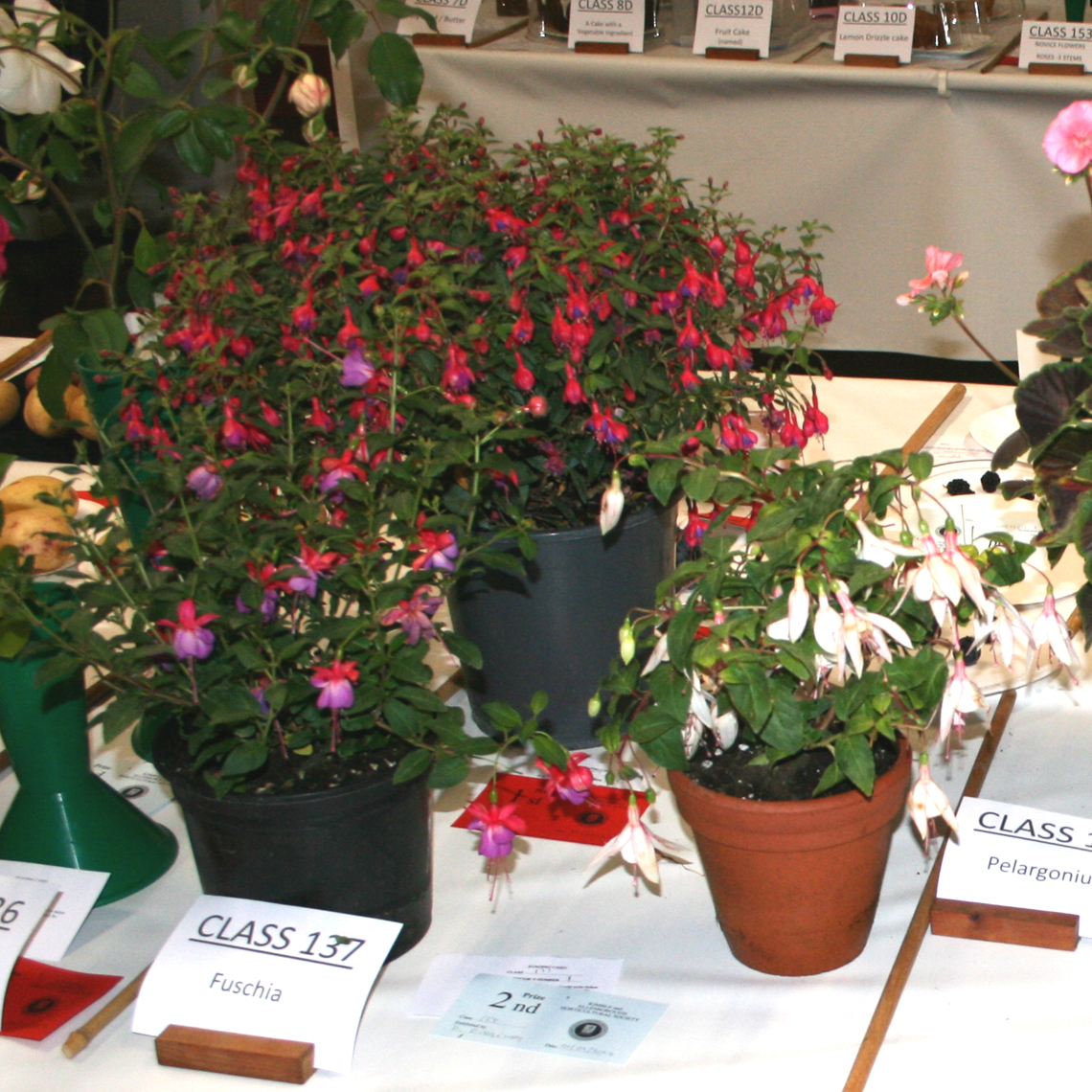 Autumn Show 2024 - Class 137 Fuchsia 1140