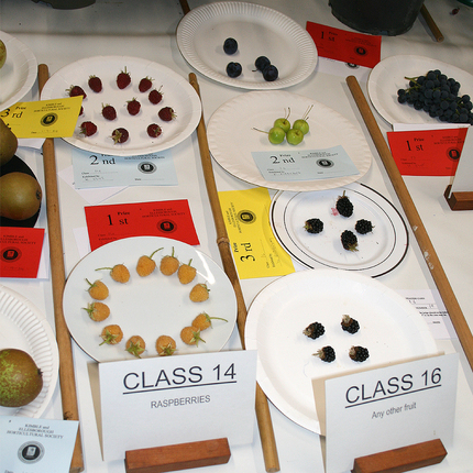 Autumn Show 2024 - Class 14 and 16 Berries etc1140