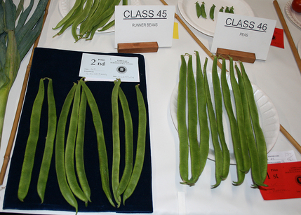 Autumn Show 2024 - Class 45 Runner Beans 1140x815