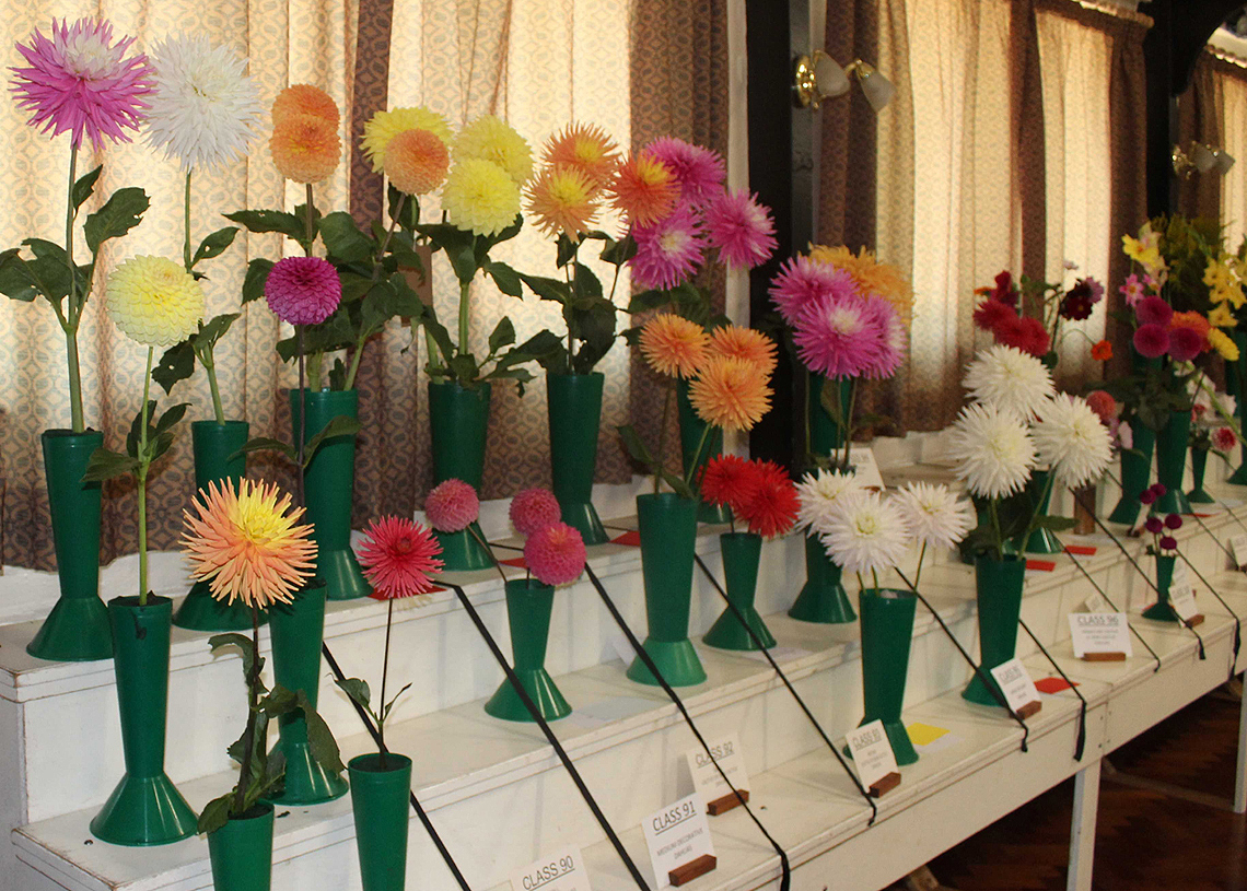 Autumn Show 2024 - Dahlias and Chrysanthemums 1140x815