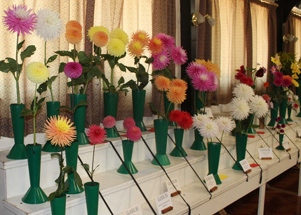 Autumn Show 2024 - Dahlias and Chrysanthemums 1140x815