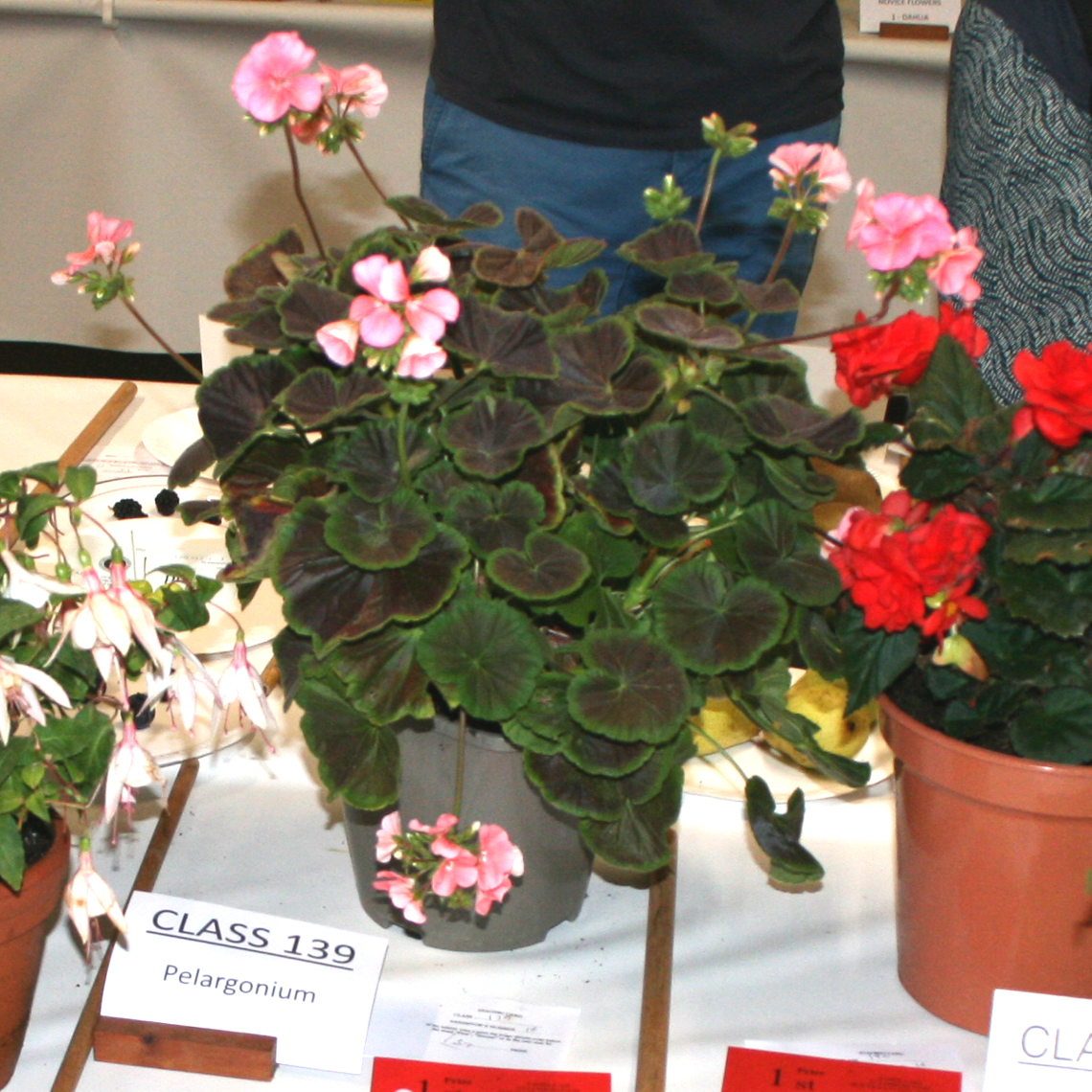 Autumn Show - Class 139 Pelargonium 1140