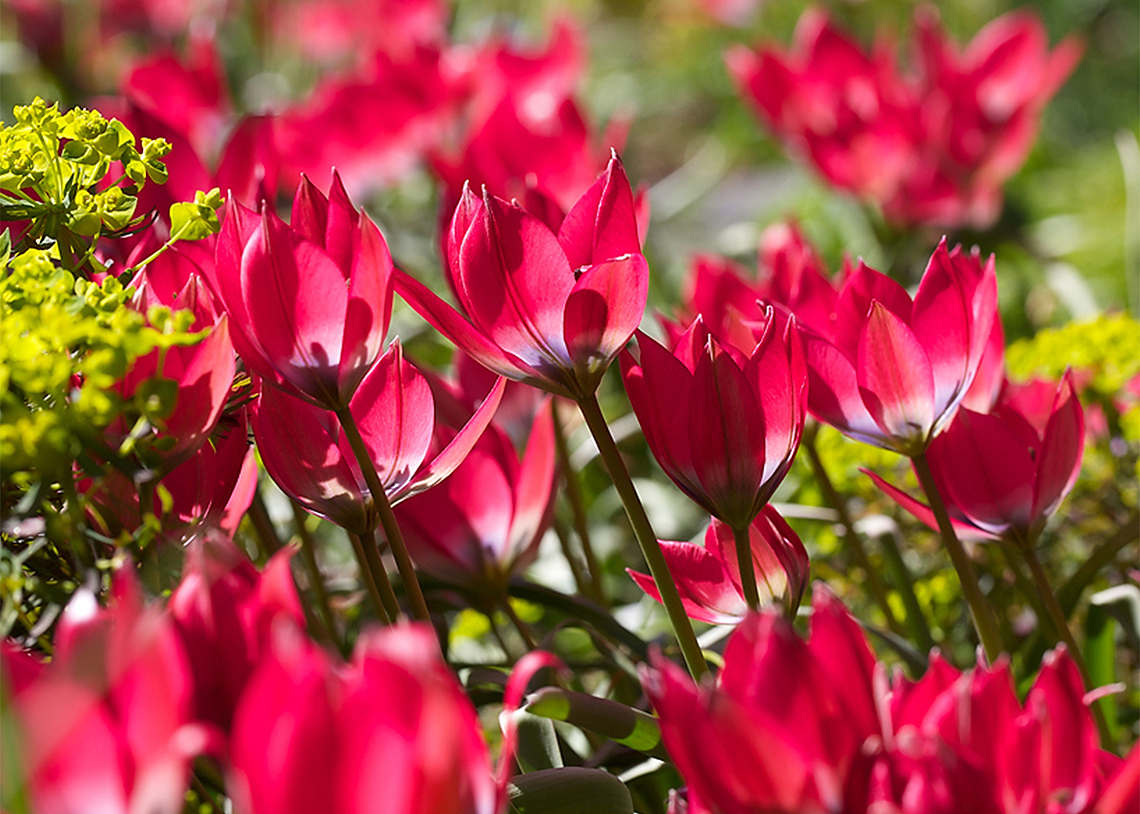 Bulbs in the Border