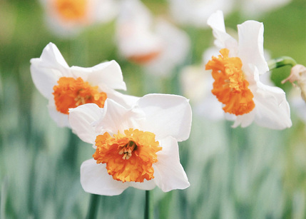 Daffodils