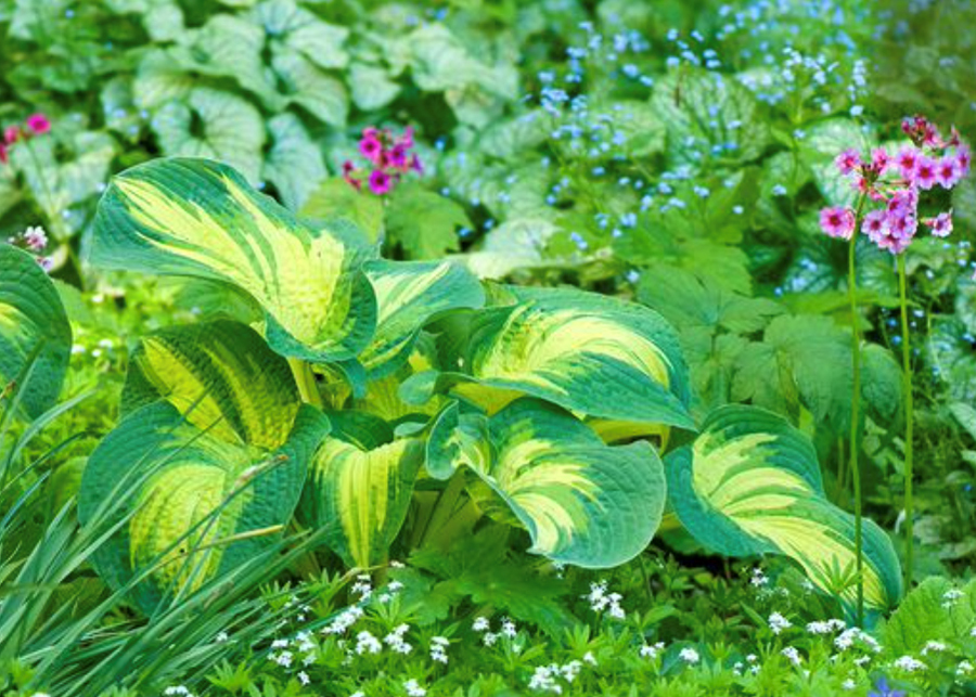 Hosta1-900x643