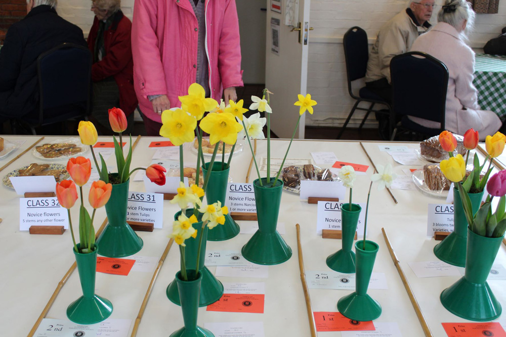 Daffodils and Tulips