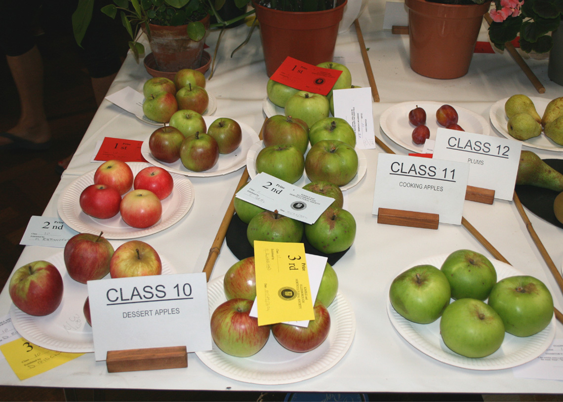 Apples - Classes 10 and 11