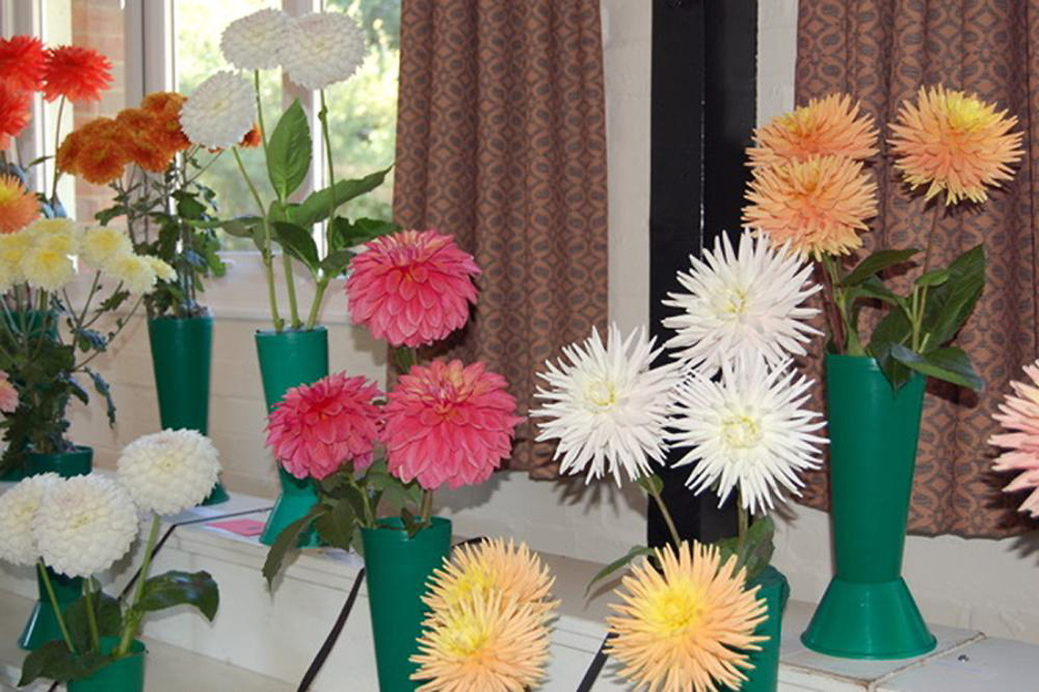 Chrysanthemums