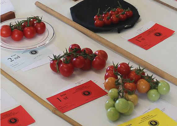 Truss of Tomatoes - Class 49